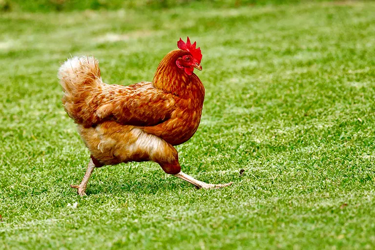 poule-bien-etre-animal